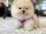 Ayıcıklar 2 Minnoş Pomeranian Boo