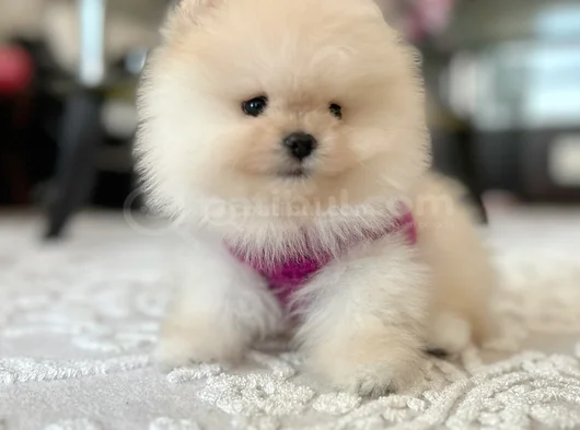 Ayıcıklar 2 Minnoş Pomeranian Boo görsel