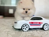 Ayıcıklar 2 Minnoş Pomeranian Boo