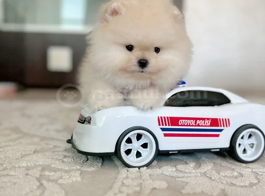 Ayıcıklar 2 Minnoş Pomeranian Boo görsel