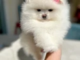 Kar beyaz 2 dişi pomer boo