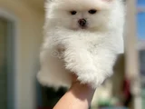 Kar Beyaz 2 Dişi Pomer Boo