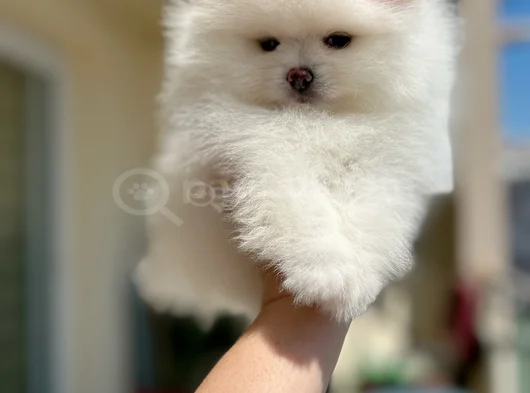 Kar Beyaz 2 Dişi Pomer Boo görsel