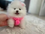 Kar Beyaz 2 Dişi Pomer Boo