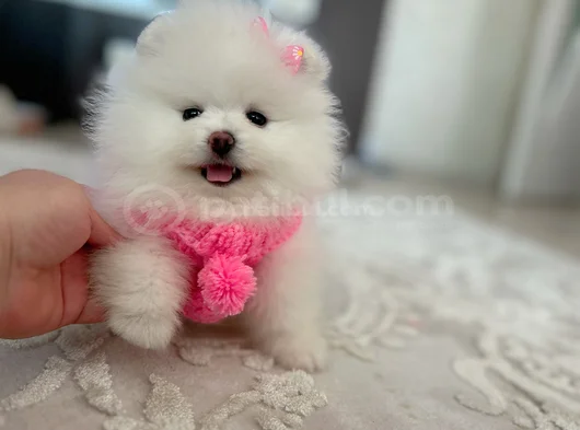 Kar Beyaz 2 Dişi Pomer Boo görsel