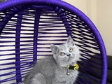Top Kafa British Shorthair Blue Yavrular