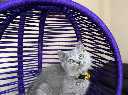 Top Kafa British Shorthair Blue Yavrular görsel