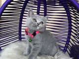 Top Kafa British Shorthair Blue Yavrular