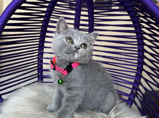 Top Kafa British Shorthair Blue Yavrular görsel