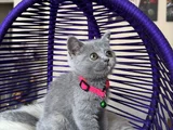 Top Kafa British Shorthair Blue Yavrular
