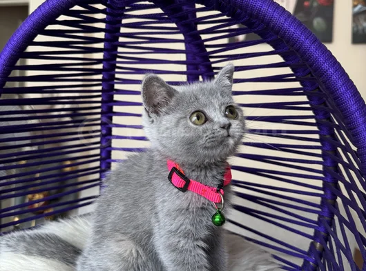 Top Kafa British Shorthair Blue Yavrular görsel