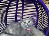 Top Kafa British Shorthair Blue Yavrular