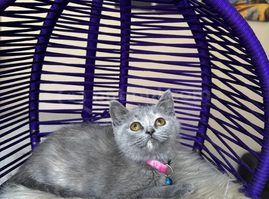 Top Kafa British Shorthair Blue Yavrular