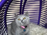 Top Kafa British Shorthair Blue Yavrular