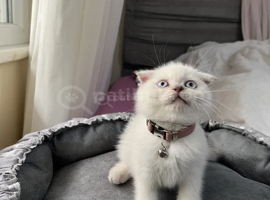 Top Kafa Blue Poi̇nt Bebeler görsel