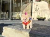Sağlıklı Orjinal Teddy Bear Yavrumuz
