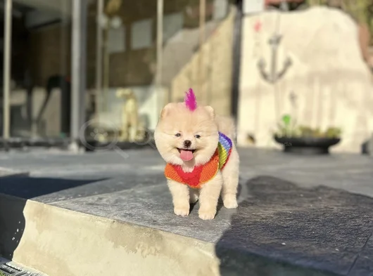 Sağlıklı Orjinal Teddy Bear Yavrumuz görsel