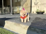 Sağlıklı Orjinal Teddy Bear Yavrumuz