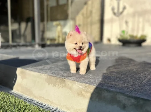 Sağlıklı Orjinal Teddy Bear Yavrumuz görsel