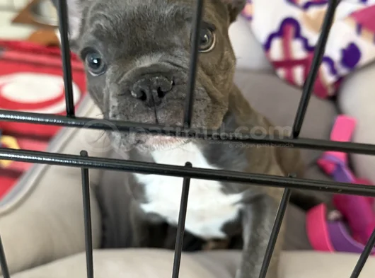 French Bulldog görsel