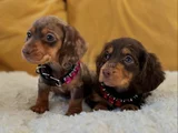 Eşi Benzeri Olmayan Mini Dachshund Sosis Köpek Yavruları