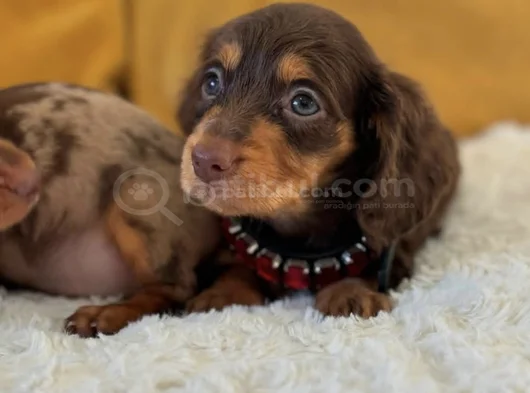 Eşi Benzeri Olmayan Mini Dachshund Sosis Köpek Yavruları görsel