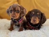 Eşi Benzeri Olmayan Mini Dachshund Sosis Köpek Yavruları