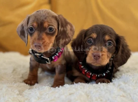 Eşi Benzeri Olmayan Mini Dachshund Sosis Köpek Yavruları görsel