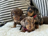 Premium Dachshund Sosis Orjinal Bebekler