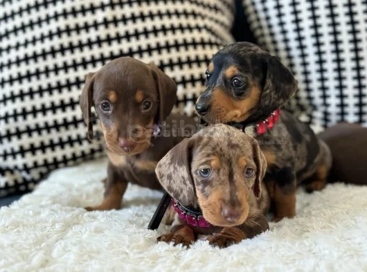 Premium Dachshund Sosis Orjinal Bebekler