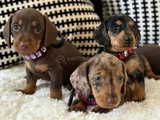 Premium Dachshund Sosis Orjinal Bebekler