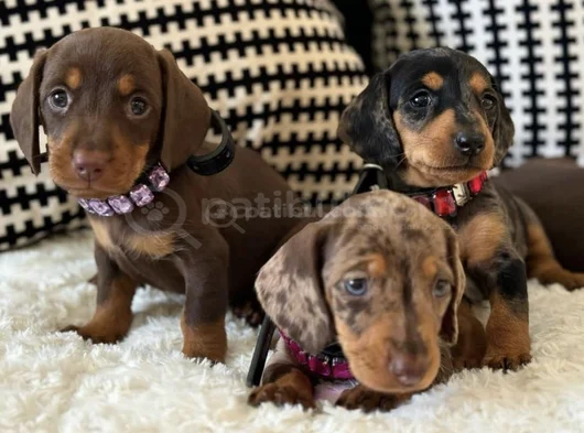 Premium Dachshund Sosis Orjinal Bebekler görsel