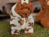 Toy Poodle Mini Boy Yavrular