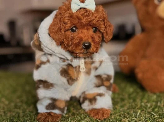 Toy Poodle Mini Boy Yavrular