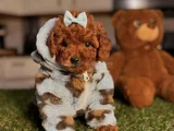 Toy Poodle Mini Boy Yavrular
