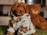 Toy Poodle Mini Boy Yavrular