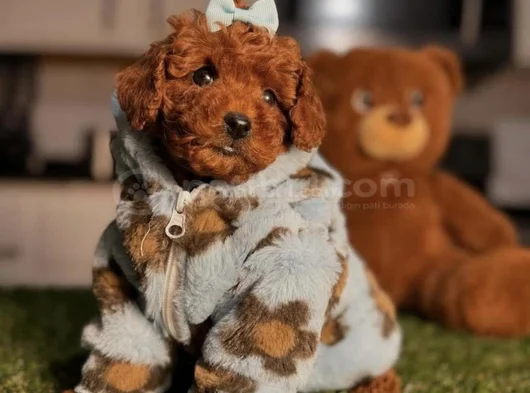 Toy Poodle Mini Boy Yavrular görsel