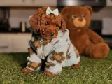 Toy Poodle Mini Boy Yavrular