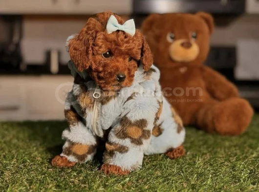 Toy Poodle Mini Boy Yavrular görsel
