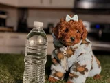 Toy Poodle Mini Boy Yavrular