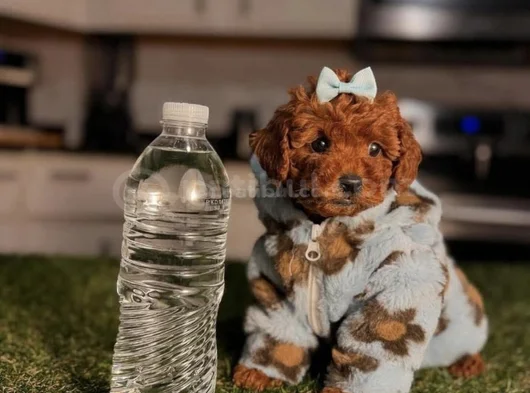 Toy Poodle Mini Boy Yavrular görsel