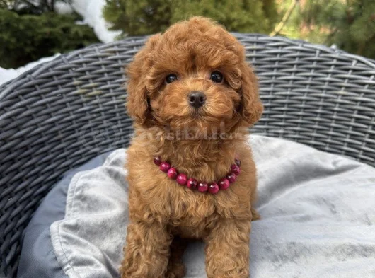 Red Brown Toy Poodle Yavrular görsel