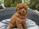 Red Brown Toy Poodle Yavrular