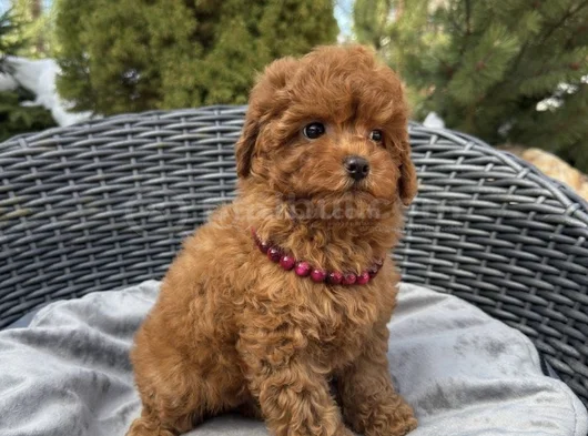 Red Brown Toy Poodle Yavrular görsel