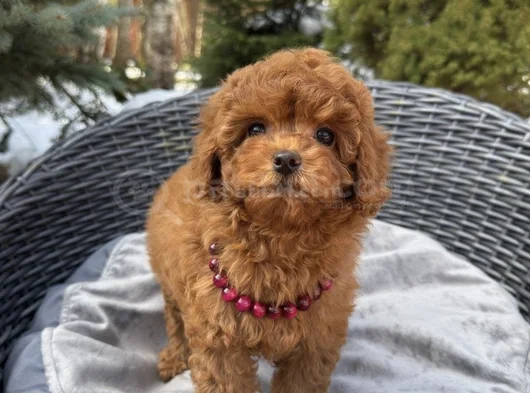 Red Brown Toy Poodle Yavrular görsel
