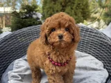 Red Brown Toy Poodle Yavrular