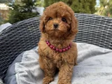Red Brown Toy Poodle Yavrular
