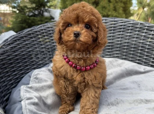 Red Brown Toy Poodle Yavrular