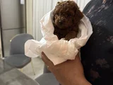 Kore Ömür Boyu Irk Ve 14 Gün Sağlik Garanti̇li̇ Kivircik Bebek