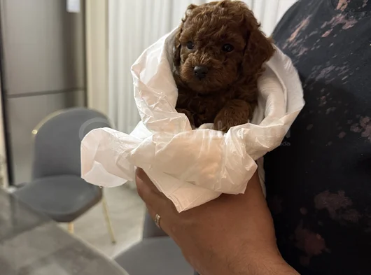 Kore Ömür Boyu Irk Ve 14 Gün Sağlik Garanti̇li̇ Kivircik Bebek görsel